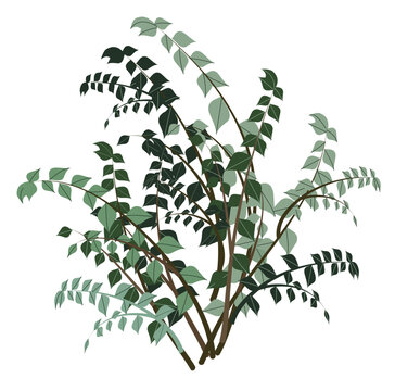 graphic elements for illustration and design, indoor flowers, Ficus benjamina
