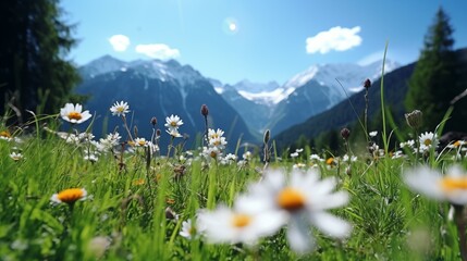 Beautiful closeup daysy on alpine meadow on sunny day with wild flowers, butterflies and snowy mountain summit for travelling during vacation and holidays
