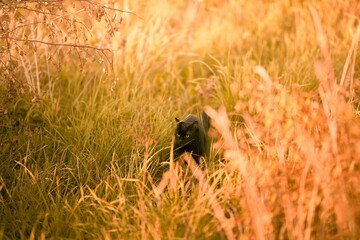 A black cat sits majestically amidst the tall green grass illuminated by the golden rays of the...