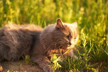 Naklejka na ściany i meble The golden hour highlights every strand of fur on a black cat as it enjoys nature’s serenity surrounded by lush grass.