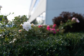 Fototapeta na wymiar White rose blooming in a green garden