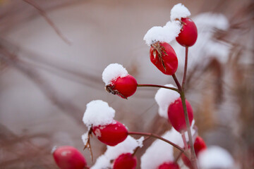 rose hips with snow on them on a winter's day.