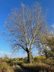 A large birch tree.
