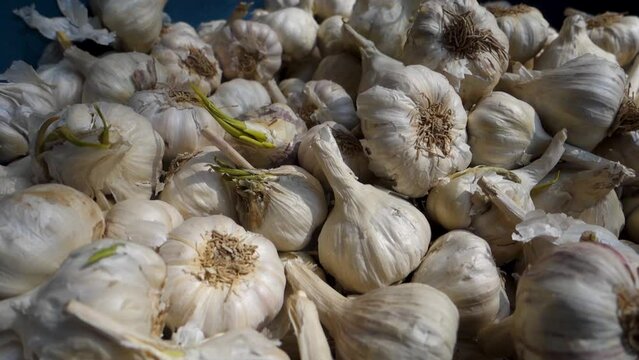 A closeup shot of raw garlic with covering and leaves. Organically grown garlic in North India.