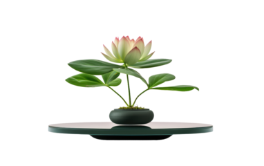Element for Streamlined and Aesthetically Pleasing Zen Flower Inspired Spaces on a White or Clear Surface PNG Transparent Background