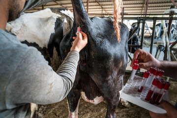 From cows blood intake. The veterinarian takes a samples blood from the tail of a cow by syringe on...