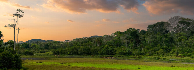 Tropical Sunrise or Sunset with Emergent Tree Dominating the Horizon, Lush Forest Landscape
