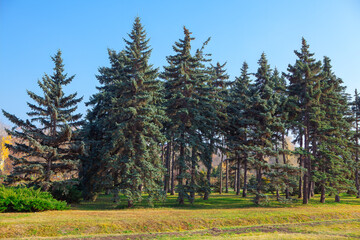 Fototapeta na wymiar Pine trees in the park in soring season 