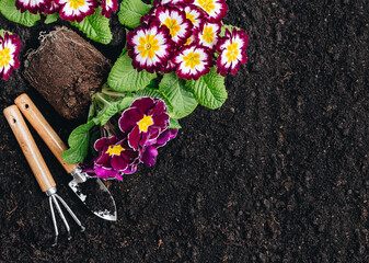 Garden background. Primula flowers and gardening tools on soil background, top view,