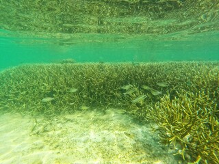 Sierte Pecados, Philippines