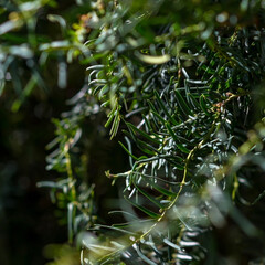 Fototapeta na wymiar Taxus brevifolia A vibrant foliage of a tree up close