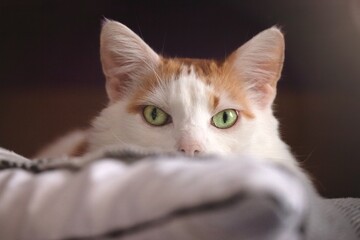 Cute tabby cat lying in bed and loking at camera. Close-up with soft focus.  - obrazy, fototapety, plakaty