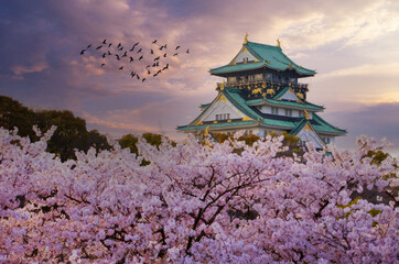 Cherry Blossoms bloom by a Castle at Dawn or Dusk, Kyoto, Japan.