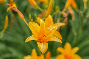 Fototapeta premium Yellow lily flower close up. Blurred background.