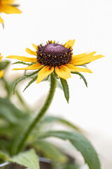 Black-eyed susan (Rudbeckia hirta) flowers blossoming. yellow garden decorative chamomile, rudbeckia on a garden bed on a summer day
