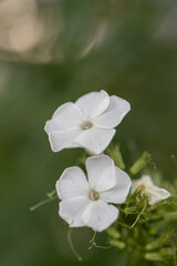 Close-up of a white phlox paniculata flower with white colorations in a garden bed, selctive focus, green blurry background