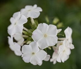White flame flowers of phlox. Flowering garden phlox, perennial or summer phlox in the garden on a sunny day.Close up