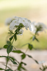 Close-up of a white phlox paniculata flower with white colorations in a garden bed, selctive focus,...