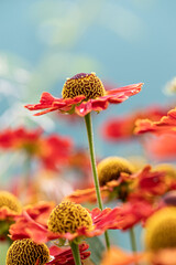 Natural closeup on the colorful orange blossoming common sneezeweed, Helenium autumnale , in the...