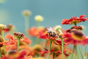 Bee - Apis mellifera - pollinates a blossom of the common sneezeweed or large-flowered sneezeweed - Helenium autumnale - obrazy, fototapety, plakaty
