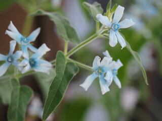 水色の花　ブルースター