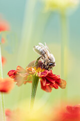 Bee - Apis mellifera - pollinates a blossom of the common sneezeweed or large-flowered sneezeweed -...