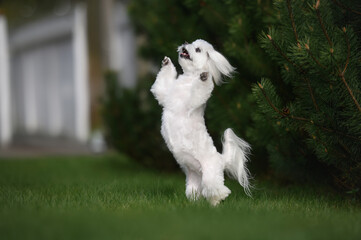 happy maltese dog dancing on grass outdoors