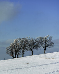 schneelandschaft mit bäumen