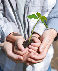 The hands of an adult and a child hold a plant with soil for planting in a pot or in a bed. Taking care of plants, planting vegetables, new crop, vegetable garden, children's hands with plant, mother