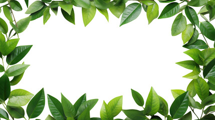 Obraz na płótnie Canvas Green leaves frame cut out