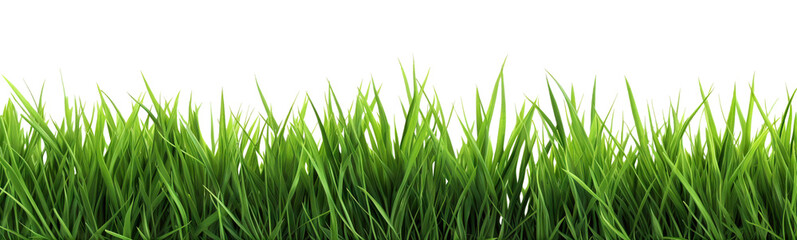 Green fresh lawn grass, cut out - obrazy, fototapety, plakaty