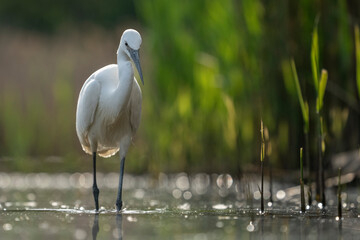 Great egret heron