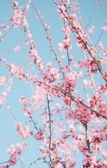 pink cherry blossom in spring