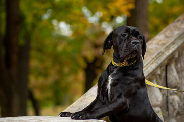 Portrait of a Black Cane Corso with a white chest, leaning on old pearls against the backdrop of an autumn park