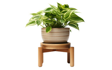 Line Up Your Plants in Style with this Chic Indoor Plant Stand on a White or Clear Surface PNG Transparent Background