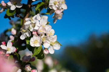 Blooming apple tree branches white flowers green leaves blue sky background close up, beautiful cherry blossom, sakura garden, spring orchard, summer sunny day nature, floral border frame, copy space