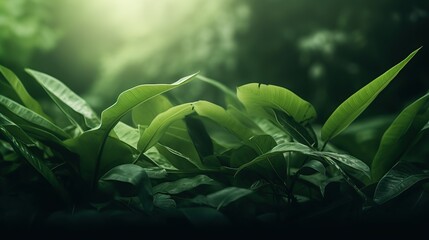 natural leaves, leaf illustrations, natural beauty, backgrounds