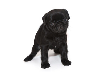 Black pug puppy,  it stands.