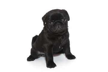 Black Pug Puppy