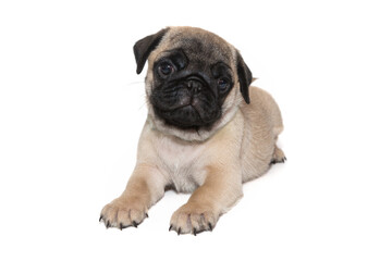 Beige pug puppy with a black muzzle
