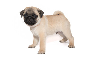 Obraz premium Beige pug puppy