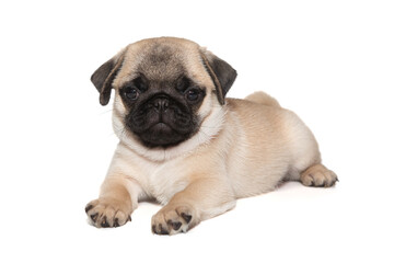 Obraz premium Beige pug puppy with a black muzzle
