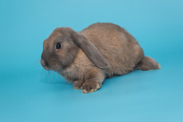 Small decorative rabbit,  breed ram