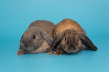 Two small fold-eared rabbits