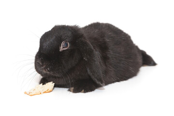 Black rabbit and a crust of bread