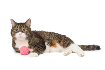 Grey cat lies on its side with a pink ball