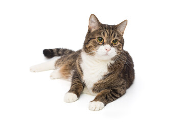 Grey, striped cat sits and looks away