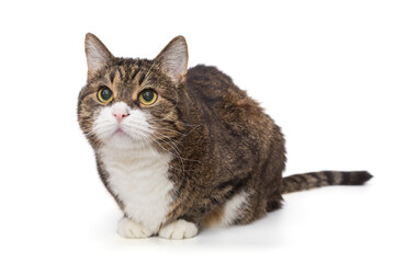 Beautiful grey cat lies and looks up i