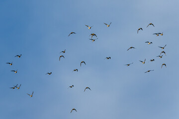 Grey Plover, Pluvialis squatarola in flight over marshes in winter