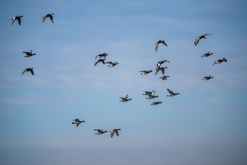 Eurasian Wigeon, Mareca penelope, birds in flight over Marshes at winter time